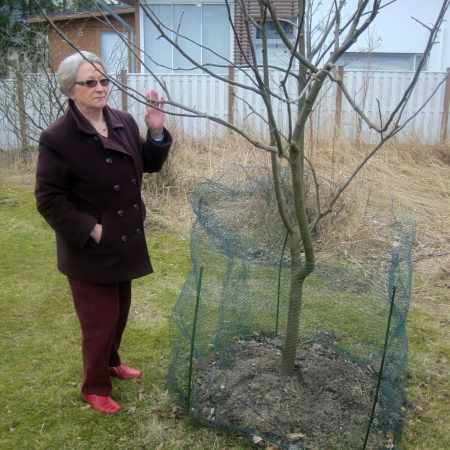 Mellunhirven "Perheomenapuu" , jonka Eira istutti joitakin vuosia sitten edellisen puheenjohtaja Kari Niemisen kanssa tuottaa kolmenlaisia omenoita: Samoa, Punakanelia ja Huvitusta.